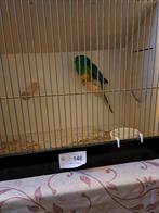 roodrug parkieten, Dieren en Toebehoren, Vogels | Parkieten en Papegaaien, Meerdere dieren, Parkiet, Geringd