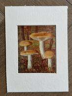 1932 OUD Litho paddestoel1932 Geelwitte russula, Ophalen of Verzenden