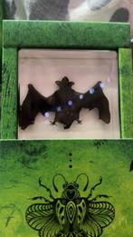 Opgezette Vleermuis in Hars, Verzamelen, Dierenverzamelingen, Ophalen of Verzenden, Zo goed als nieuw, Wild dier, Opgezet dier