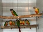 9x pyrrhura molinea, Meerdere dieren, Parkiet, Geringd
