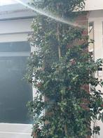 Hulst, Ophalen of Verzenden, Halfschaduw, Overige soorten, 100 tot 250 cm