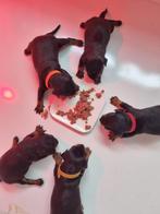dwerg pinscher pups 21-09-2025 geboren, Rabiës (hondsdolheid), Overige rassen, 8 tot 15 weken, Meerdere