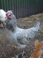 Parelgrijze araucana haan, Dieren en Toebehoren, Pluimvee, Mannelijk, Kip