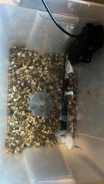 Cichliden te koop, Vis, Zoetwatervis, Schoolvis
