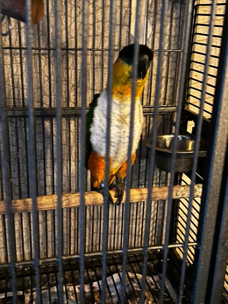 Tamme zwartkop papegaai, Dieren en Toebehoren, Vogels | Parkieten en Papegaaien, Papegaai, Mannelijk