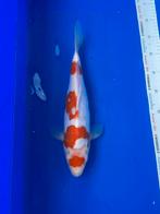Doitsu  Kohaku Shinoda, Karper of Koi