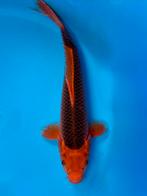 Aka Matsuba 28-35cm Hirasawa Japanse koi, Karper of Koi