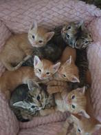 Prachtige kittens, gevaccineerd + boekje, Meerdere dieren, Kortharig, 0 tot 2 jaar