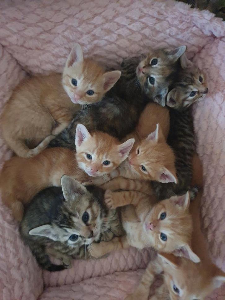 Prachtige kittens, gevaccineerd + boekje, Dieren en Toebehoren, Katten en Kittens | Overige Katten, Kortharig, Meerdere dieren