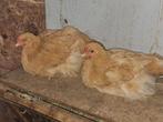 2 orpington hanen groot buff, Dieren en Toebehoren, Mannelijk, Kip