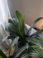 Clivia, Ophalen, Halfschaduw, Minder dan 100 cm