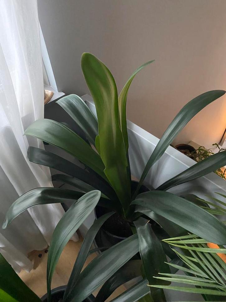 Clivia, Huis en Inrichting, Kamerplanten, Minder dan 100 cm, Halfschaduw, Ophalen