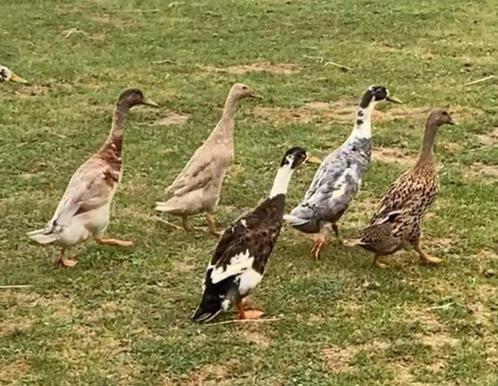 Broedeieren Indische loopeenden, Dieren en Toebehoren, Pluimvee, Geslacht onbekend