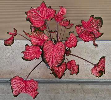 Caladium Bicolor Pink Panther XXL p21  beschikbaar voor biedingen