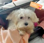 Maltezer pups, Dieren en Toebehoren, België, Maltezer, Particulier, Rabiës (hondsdolheid)