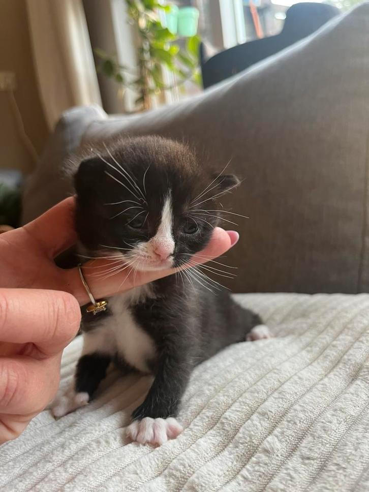 Britse korthaar x, Dieren en Toebehoren, Katten en Kittens | Overige Katten, Kortharig, Meerdere dieren, 0 tot 2 jaar