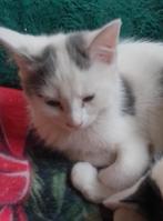 Lieve kittens te koop, Dieren en Toebehoren, Katten en Kittens | Raskatten | Langhaar, Poes, Ontwormd