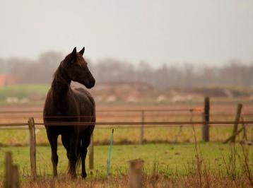 Weiland / weidegang voor paarden te koop gezocht  beschikbaar voor biedingen