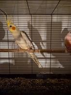 Valkparkieten, Dieren en Toebehoren, Vogels | Parkieten en Papegaaien, Geslacht onbekend, Parkiet, Tam