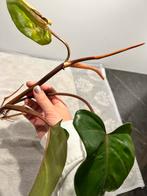 Philodendron Red Emerald gewortelde stek, kamerplanten stek, Groene kamerplant, Ophalen of Verzenden, Overige soorten, Minder dan 100 cm