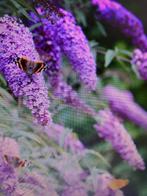 vlinderstruiken paars of wit 5 stekken samen 5,-, Tuin en Terras, Planten | Tuinplanten, Overige soorten, Volle zon, Vaste plant