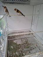 Parva putters, Dieren en Toebehoren, Vogels | Overige Vogels, Meerdere dieren, Wildzangvogel