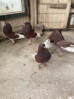 Gelderse slenken raszuiver, Meerdere dieren