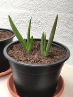 Echte Aloe Vera plantjes uit Curaçao voor 50 cent per plant, Huis en Inrichting, Kamerplanten, Ophalen of Verzenden, Overige soorten