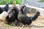 Mooie zwarte jonge kuikens, trio, Dieren en Toebehoren, Pluimvee, Meerdere dieren, Kip