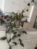 tradescantia stekjes, Huis en Inrichting, Kamerplanten, Ophalen, Halfschaduw, Minder dan 100 cm