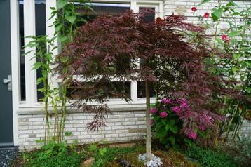 Japanse Esdoorn op stam Acer Palmatum 'Inaba Shidare' beschikbaar voor biedingen