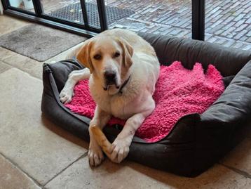 Super lieve Thor mastin Espagnol, stichting sphoek  beschikbaar voor biedingen