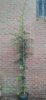 Sycoparrotia semidecidua 'Purple Haze', Ophalen, Volle zon, Overige soorten