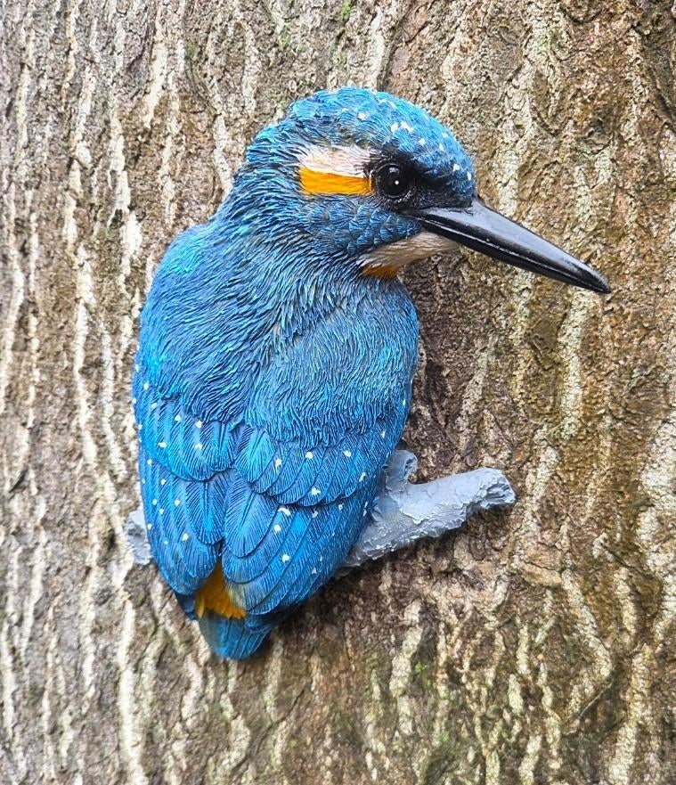 IJSVOGEL - THE BEAUTY, Ophalen of Verzenden, Nieuw