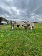 Pensionstalling voor sociale ruin bij Leeuwarden, Weidegang, 2 of 3 paarden of pony's