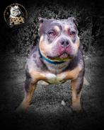 American Bully Dekreu , Pocket , Merle, Dieren en Toebehoren, Honden | Dekreuen, Reu, Eén hond, 3 tot 5 jaar, Nederland