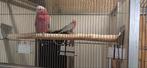 Goed klikkend koppel rosé kaketoes van 2014, Dieren en Toebehoren, Vogels | Parkieten en Papegaaien, Meerdere dieren, Papegaai