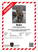 Duke is vermist, Dieren en Toebehoren, Vermiste en Gevonden Dieren, Kat