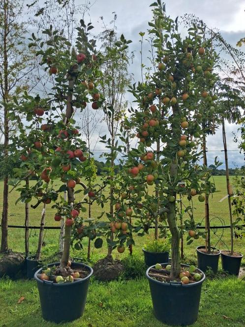 Rode Boskoop Appelboom in Pot prachtige bomen!!, Tuin en Terras, Planten | Bomen, Overige soorten, 100 tot 250 cm, Volle zon, Lente