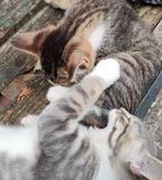 2 lieve gezonde half Maine Coon katers te koop, Dieren en Toebehoren, Katten en Kittens | Overige Katten