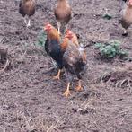 Gratis haantje wyandotte kriel, Dieren en Toebehoren, Pluimvee, Mannelijk, Kip
