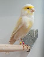 kanarie geel mozaïek, Dieren en Toebehoren, Vogels | Kanaries, Meerdere dieren, Kleurkanarie
