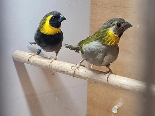 Koppel cubavink (jaar 2023), Dieren en Toebehoren, Vogels | Overige Vogels, Tropenvogel, Meerdere dieren, Geringd