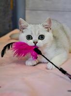 British shorthair kitten, Poes, Gechipt, 0 tot 2 jaar