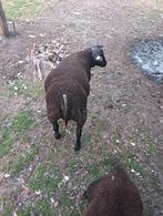 Texelaar dekram clun Forest dekrammen, Dieren en Toebehoren, Schapen, Geiten en Varkens, Mannelijk, Schaap, 0 tot 2 jaar