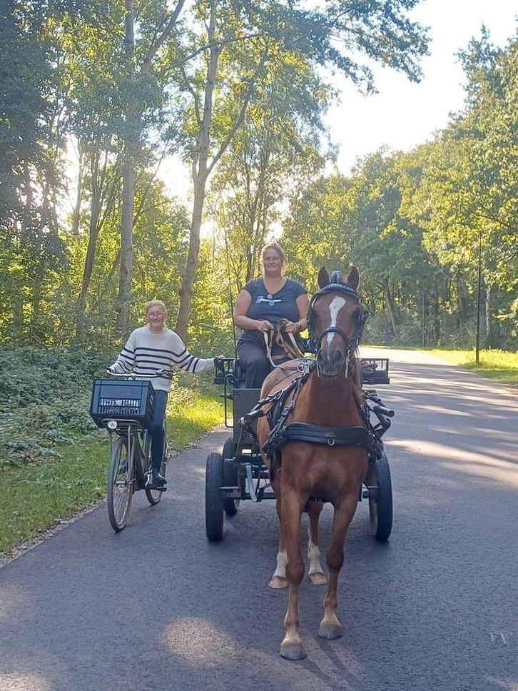 Leuke, lieve welsh ruin( 1.27) en b merrie, Dieren en Toebehoren, Pony's, Merrie