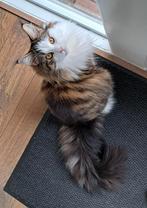 Maine Coon, Poes, 1,5 jaar oud, Dieren en Toebehoren, Poes, Gechipt, 0 tot 2 jaar