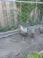 Amrock kriel haan, Dieren en Toebehoren, Pluimvee, Mannelijk, Kip
