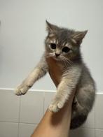 Britskorthaar kittens te koop!, Meerdere dieren
