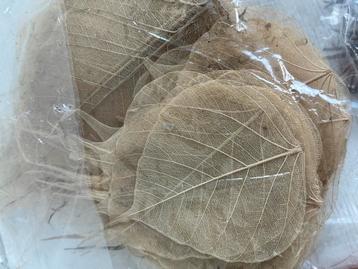 TE KOOP.  350 STUKS NIEUWE SKELET BLAADJES beschikbaar voor biedingen